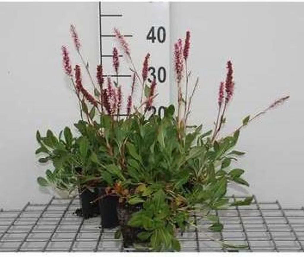 Renouée à bougies pour Bordures et Rocailles - 6 Persicaria en pot 9 cm