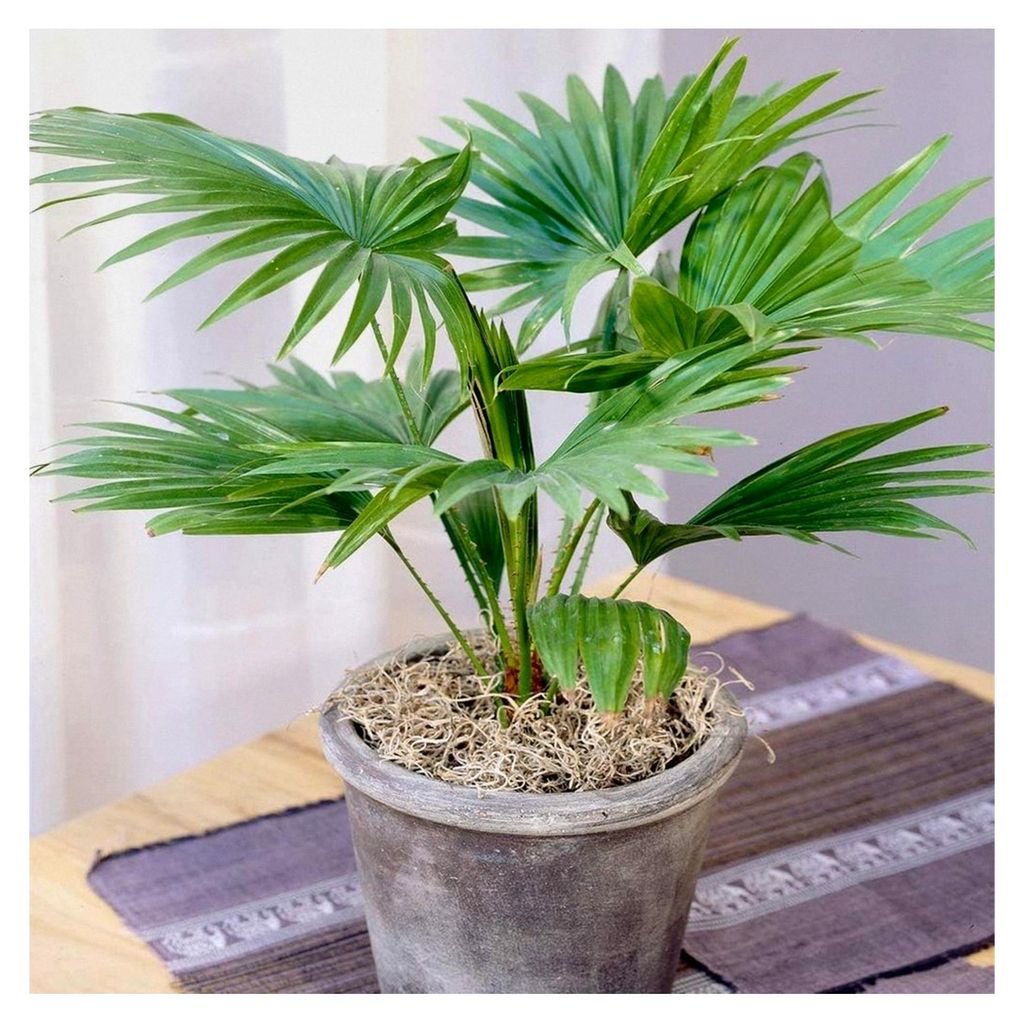 Livistona Rotundifolia Palme - Echte Pflanzen für Innenräume - Grünpflanzen für das Zimmer - Luftreinigende Pflanze - Pflanzen für Büro, Wohn...