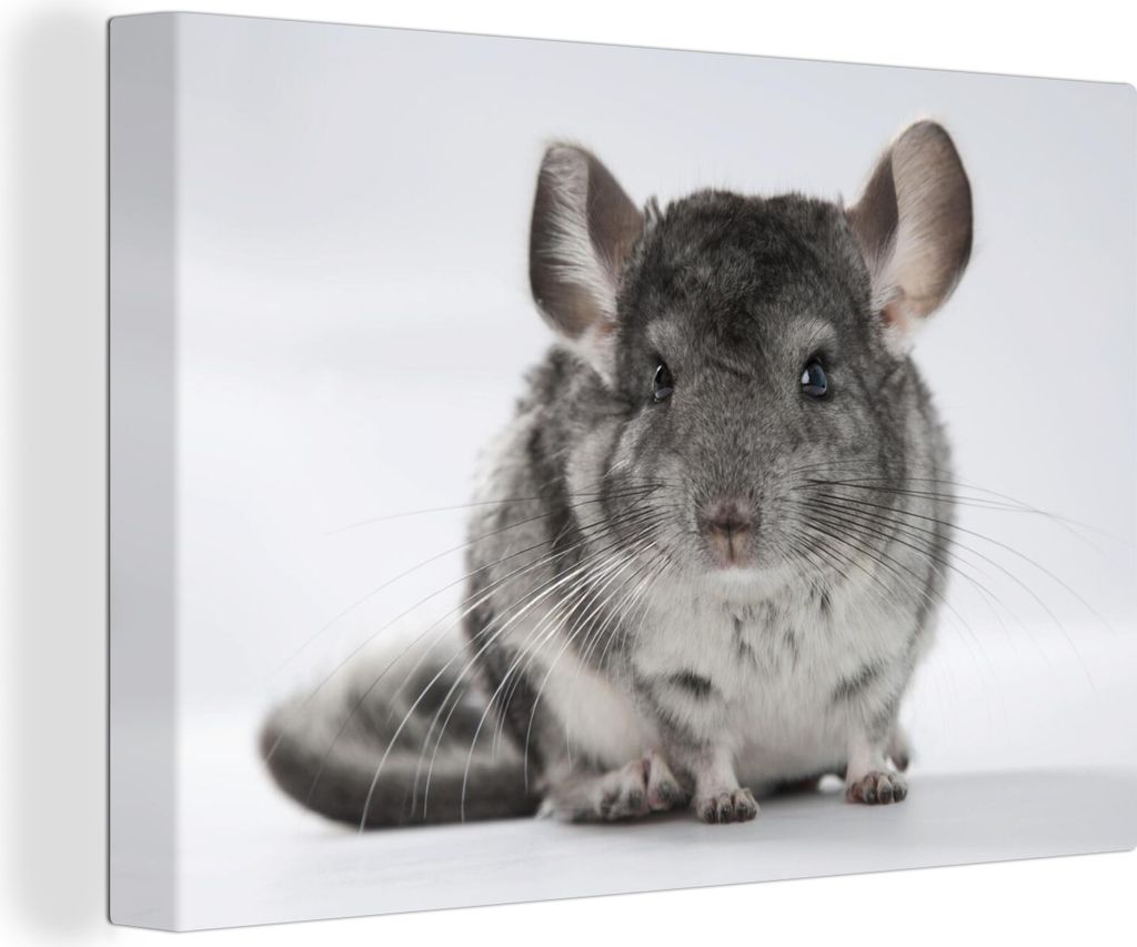 OneMillionCanvasses - Leinwandbilder - 140x90 cm, Ein Chinchilla auf weißem Hintergrund, Wandbilder Kunstdruck Wanddekoration - Foto auf Leinwan...
