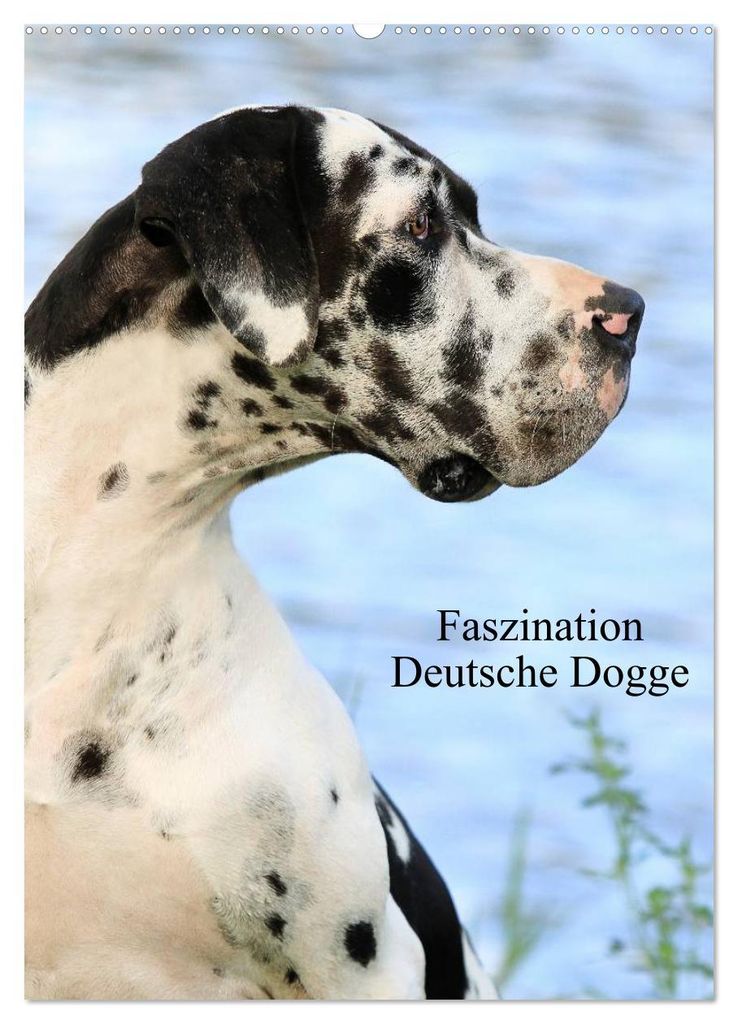 Faszination Deutsche Dogge (Wandkalender 2027 DIN A2 hoch), CALVENDO Monatskalender