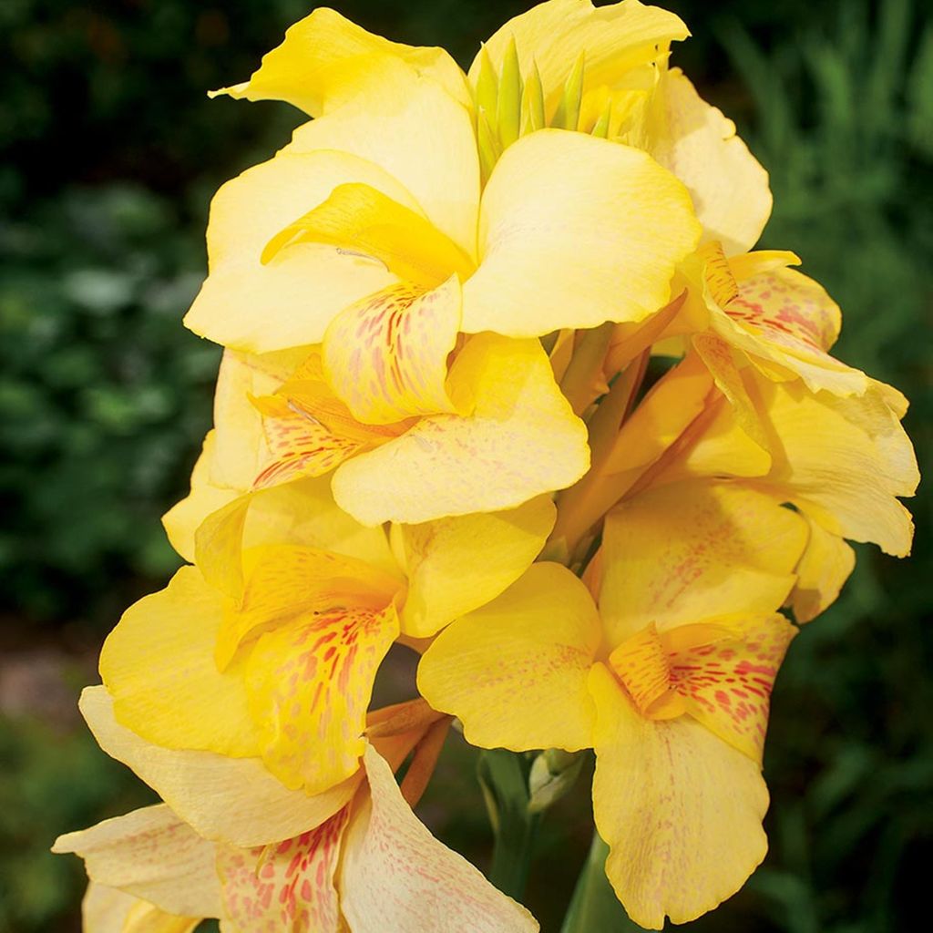 Canna Blüten Knolle Töpfe Garten Kanna Oiseau D'or 1 St. Produktbild 