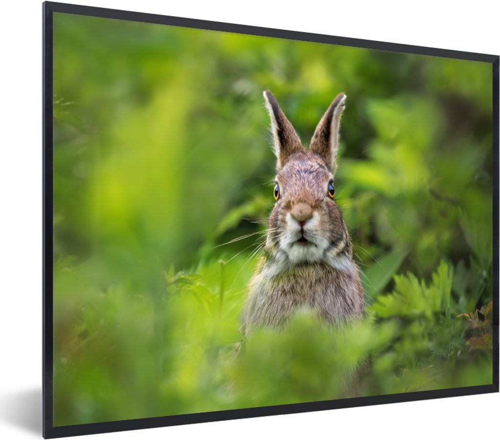 MuchoWow MuchoWow Gerahmtes Poster Kaninchen - Gras - Grün 40x30 cm - Poster mit zchwarzem Bilderrahmen - Kunstposter - Wanddekorationen
