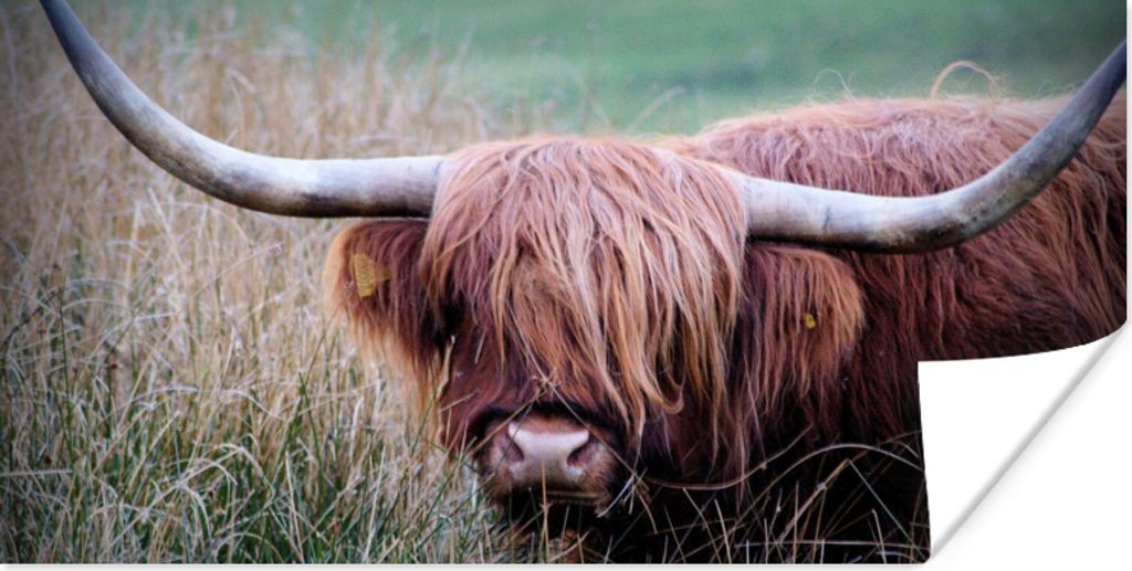 MuchoWow Poster Schottischer Highlander - Hörner - Gras 160x80 cm - Foto Poster
