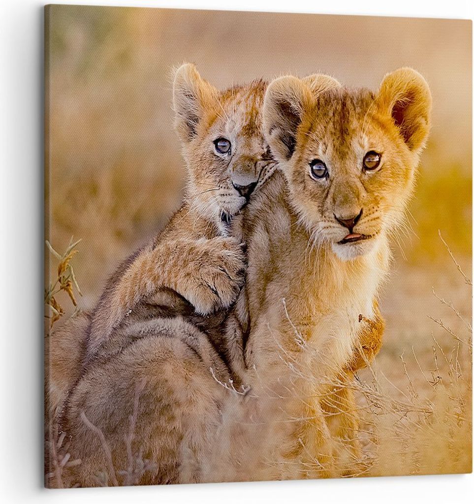 Bild auf Leinwand - Leinwandbild - Löwe Natur Tier - 50x50cm - Wand Bild - Wanddeko - Wandbilder - Leinwanddruck - Bilder - Kunstdruck - Wanddekor...