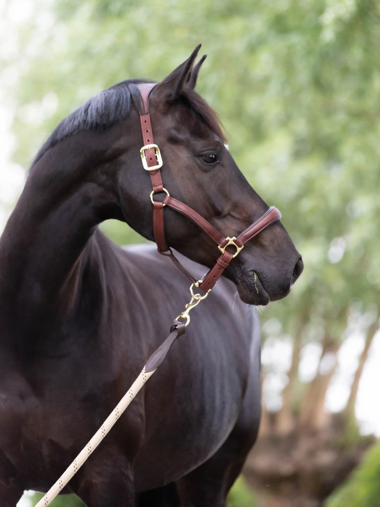 LeMieux Anatomic Headcollar Lederhalfter Brown Full Produktbild 3