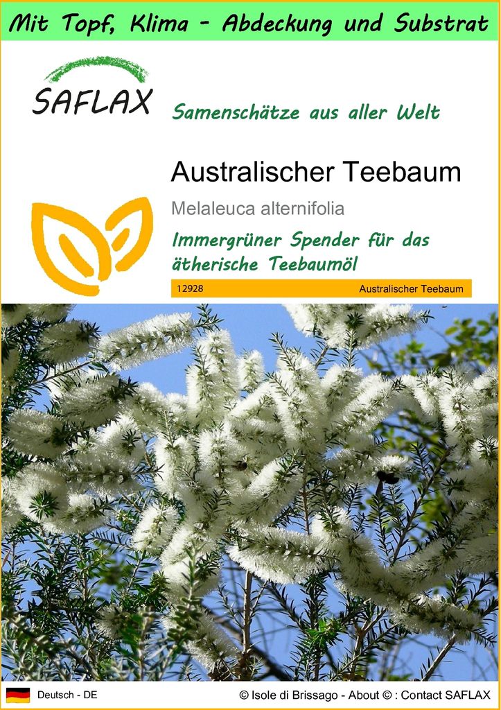 SAFLAX Garden to go - Australischer Teebaum - Melaleuca Produktbild 