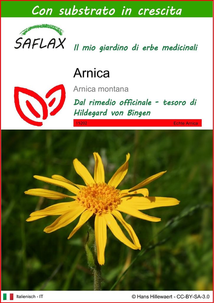 SAFLAX  - Arnica  - 40 semi - Con substrato - Arnica Immagine del prodotto 