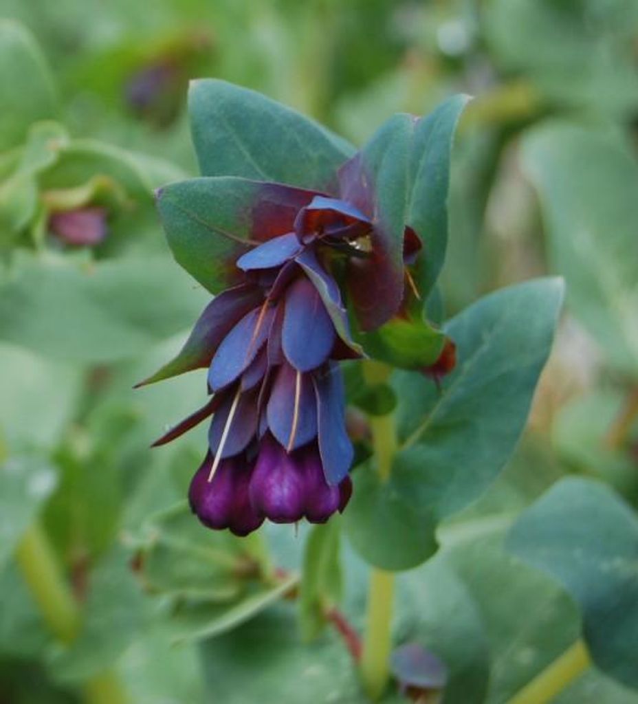 Wachsblume, Große violette - 20 Samen Produktbild 