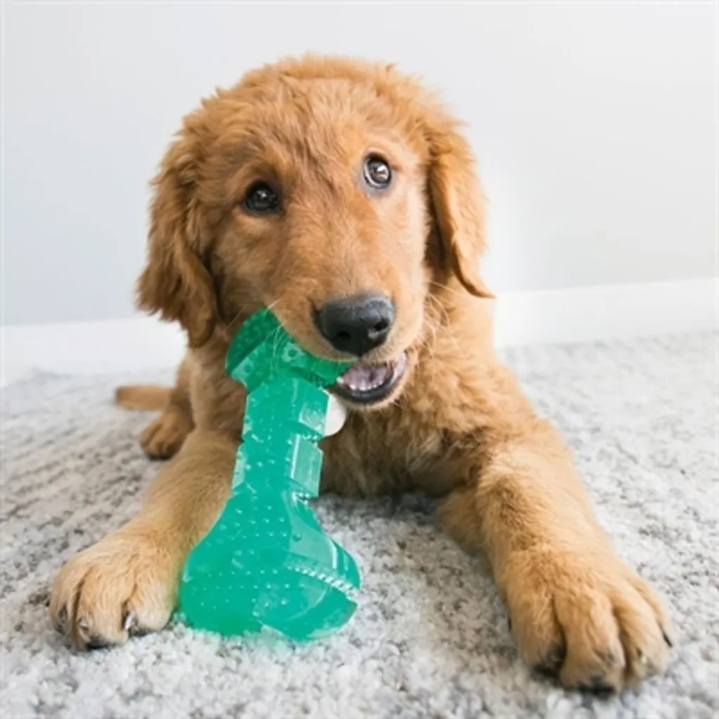 Kong Squeezz Dental Stick Verde menta