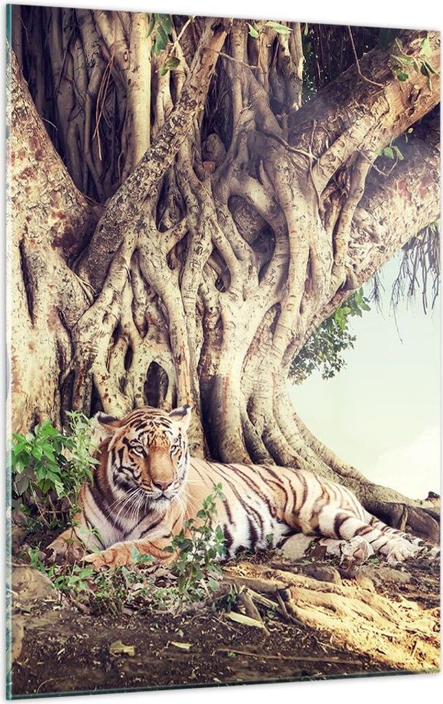 Bilder auf glas - Einteilig - Tiger Wild Baum - 50x70cm - Glasbilder - Wandbilder - Bilder - zum Aufhängen bereit - Wanddekoration aus Glas - Glas...