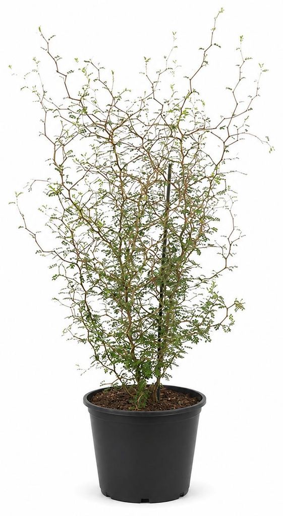 JUNAVERA Sophora prostrata 'Little Baby' | 60 cm hoog | In Productafbeelding  AI-gegenereerde afbeelding