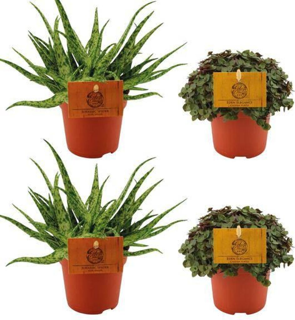 Aloe Spider + ,Callisia Turtle – 4 Zimmerpflanzen im Set – Ø10.5cm – 10cm – Pflegeleichte Sukkulenten & Grünpflanzen – Dekorativ & r...