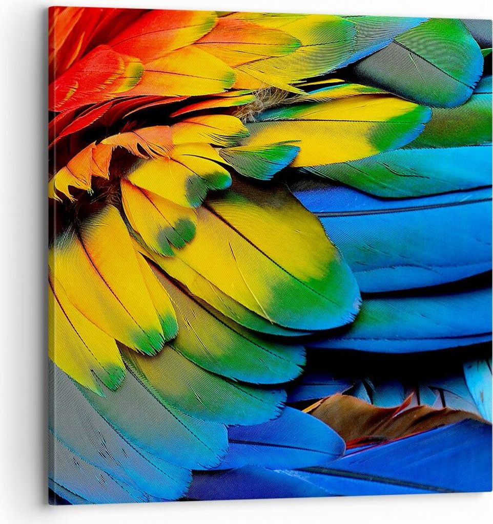 Bild auf Leinwand - Leinwandbild - Feder Papagei Vogel - 70x70cm - Wand Bild - Wanddeko - Wandbilder - Leinwanddruck - Bilder - Kunstdruck - Wandde...