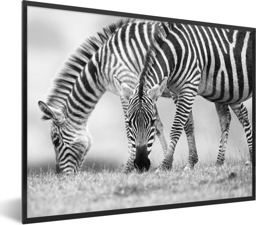 MuchoWow Gerahmtes Poster Weidende Zebras 40x30 cm - Poster mit Schwarzem Bilderrahmen Wandposter Rahmen Foto Bilder - Kunstposter - Wanddekorati...