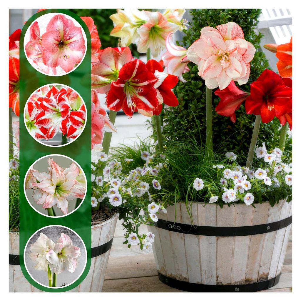 Amaryllis Geheimnis Kollektion, (10 Blumenzwiebeln in Großformat 26/30), Winterharte Hippeastrum Zwiebel für Zimmer und Garten, Echte Pflanzen au...