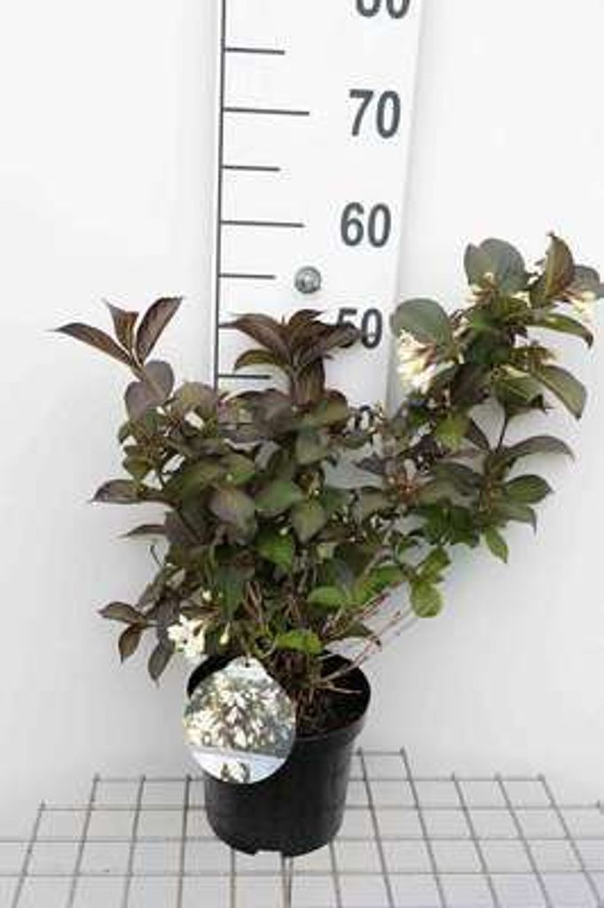 Weigela hybr. 'Black And White' ('courtacad01') - Weigelie 30- 40 cm - Container