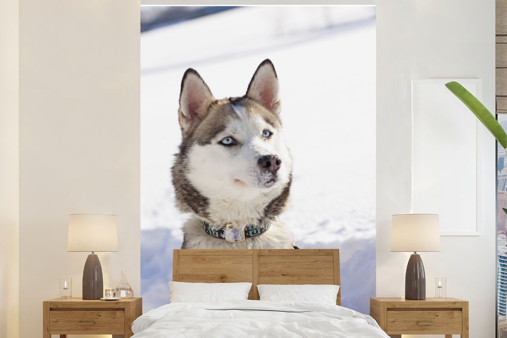 MuchoWow Fototapete für Wohnzimmer oder Schlafzimmer Wandtapete Vinyl Motivtapete Sibirischer Schlittenhund im Schnee - 145x220 cm - Wanddekoration