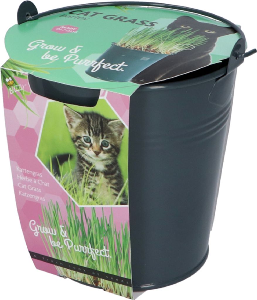 Anzuchtset Katzengras im Eimer | Anzuchtsets von Buzzy Gifts