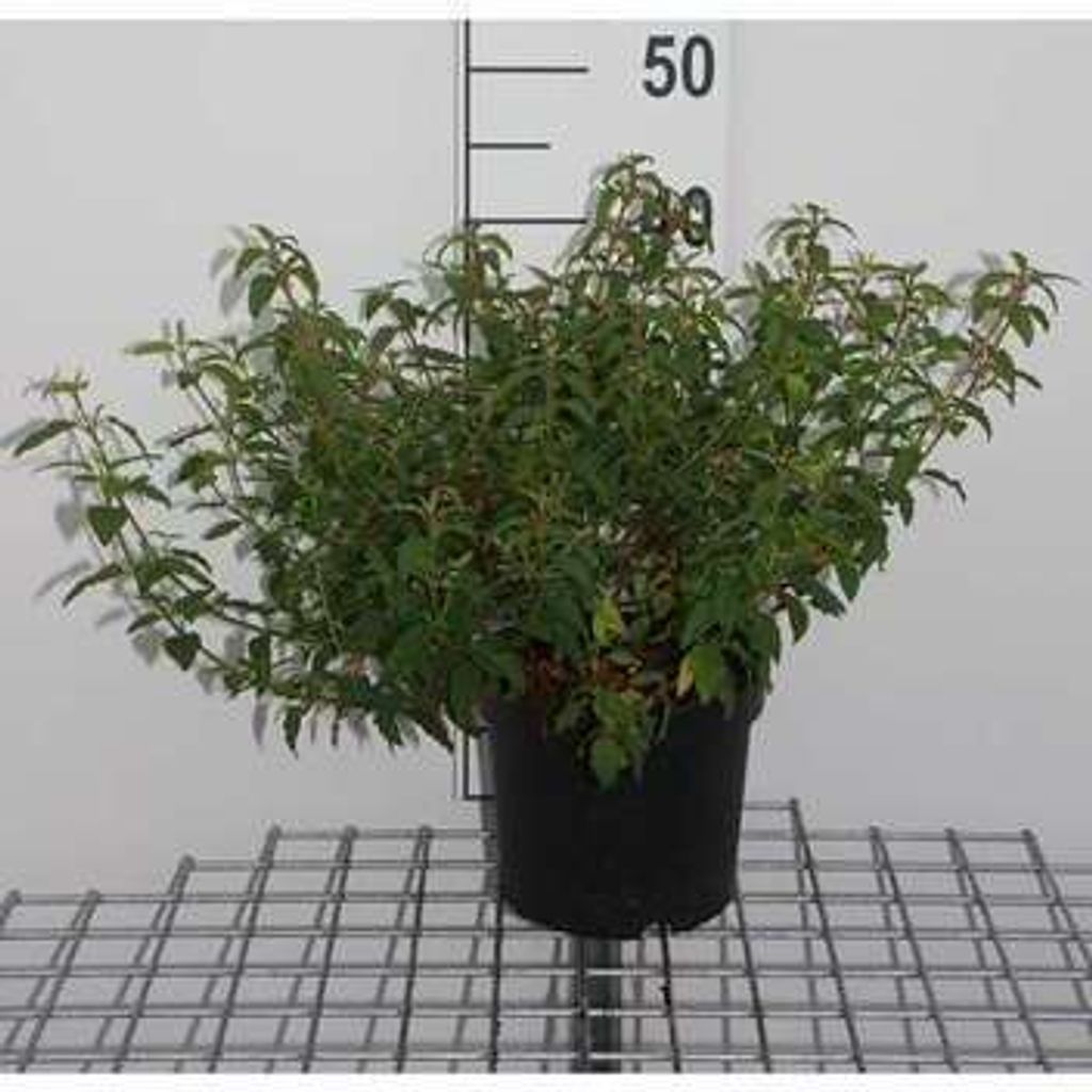 Cistus aguilarii 'Maculatus' - Zistrose 20- 25 cm Container