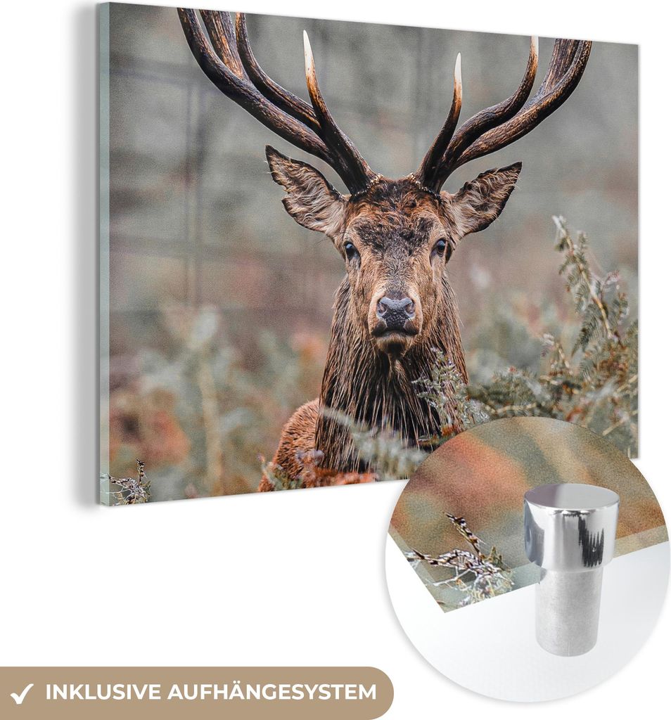 MuchoWow Glasbilder - Bilder auf Wandbild - Foto auf Glas Hirsche - Natur - Herbst - Waldtiere 120x80 cm Wanddekoration aus Glas - Acrylglasbild - ...