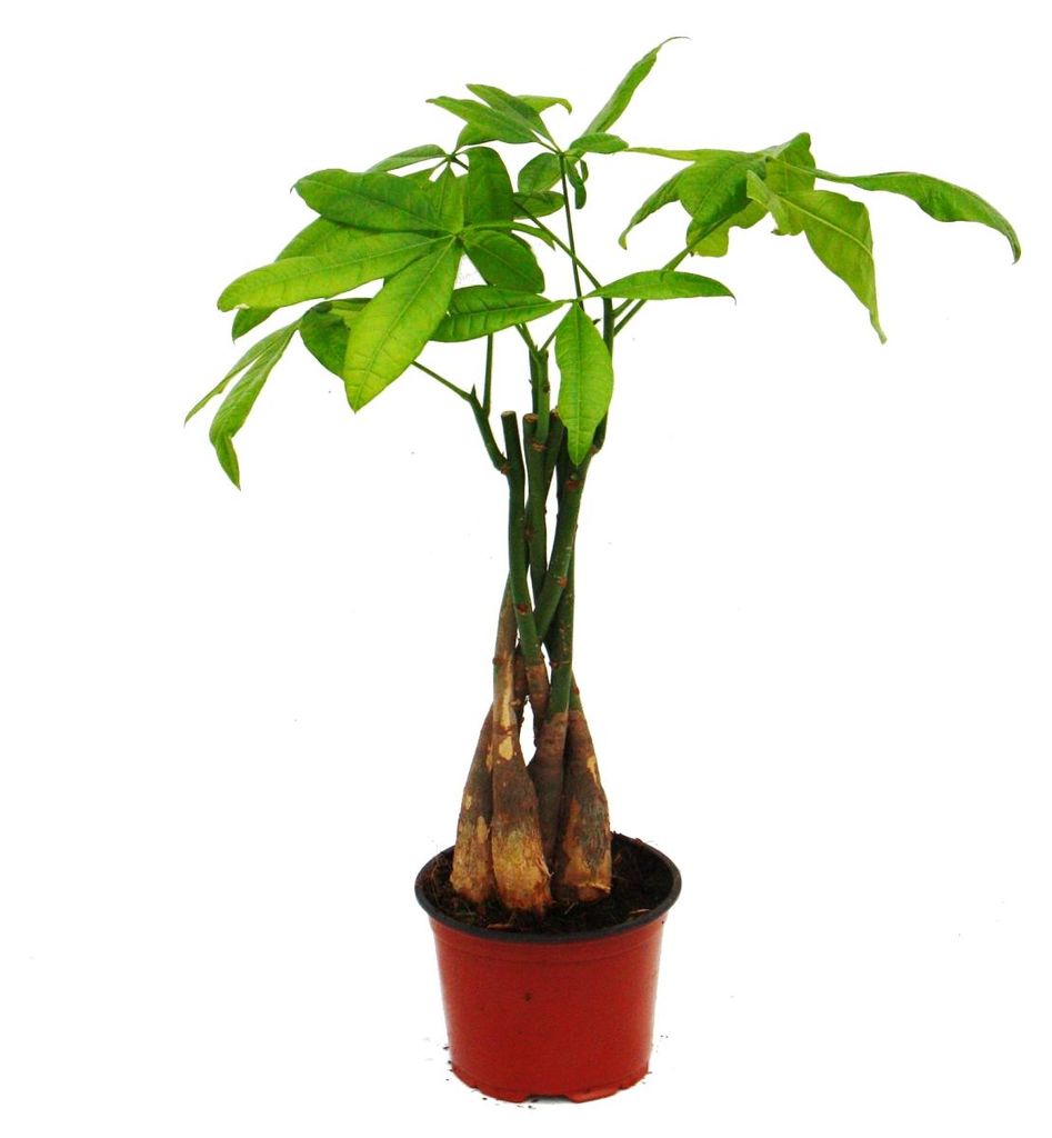 Pachira aquatica, Glückskastanie - 12cm Topf Produktbild 