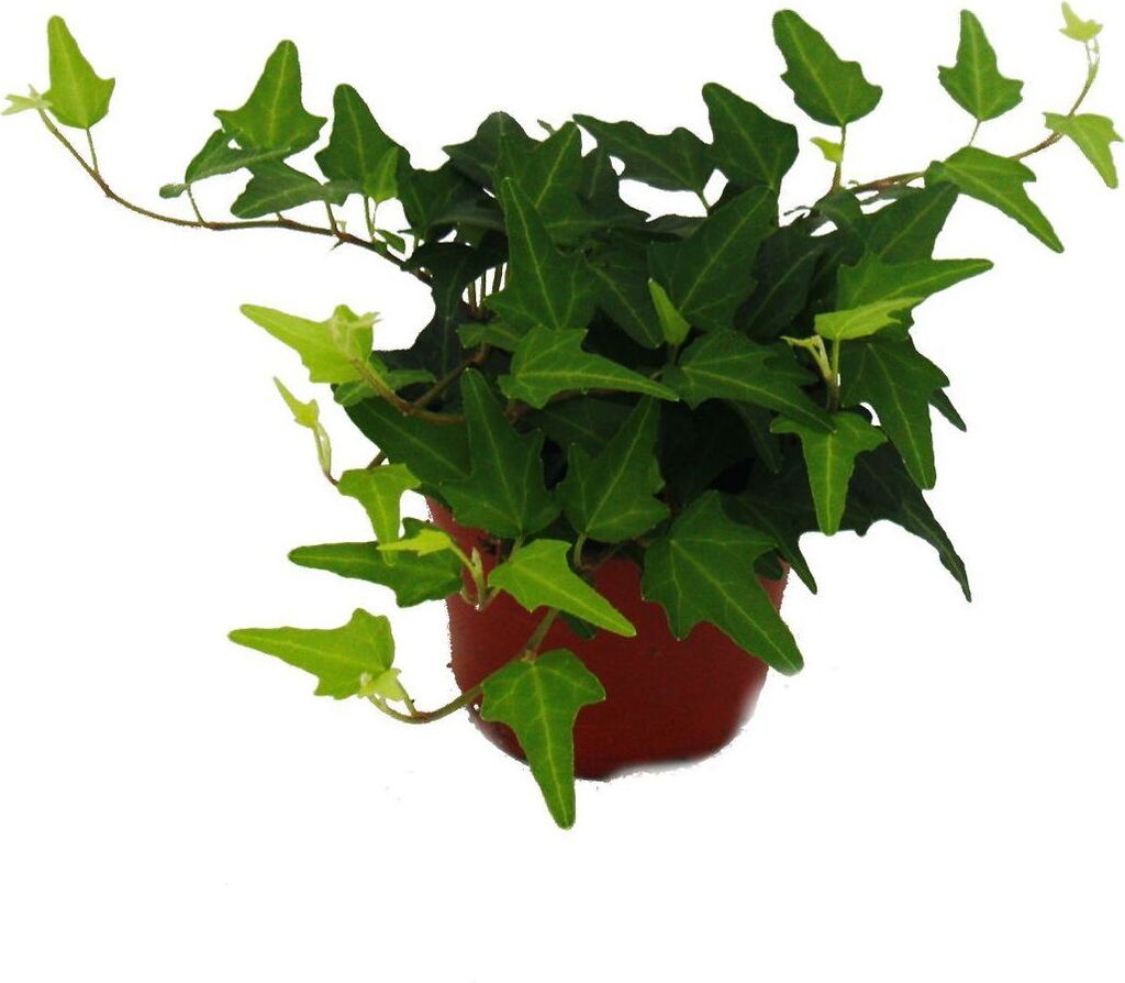 Set De 3 Plantes Grimpantes Pour Chambre - Chlorophytum, Lierre, Scindapsus, Pots 9cm, Hauteur 12-18cm