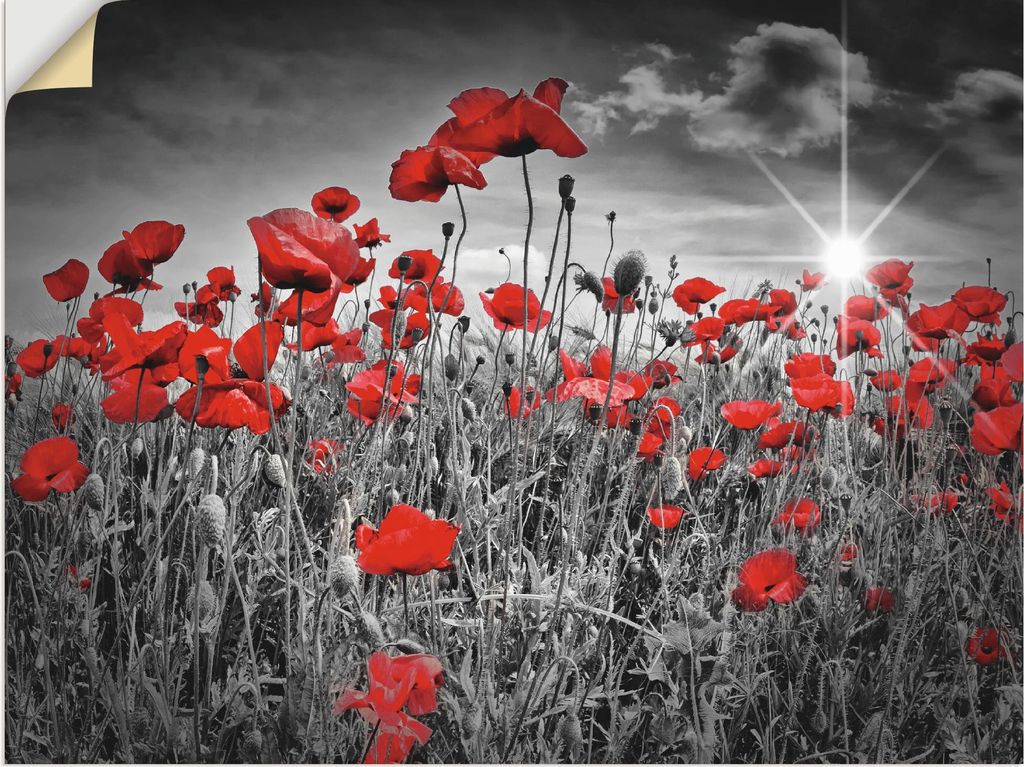 ARTland Wandbild, selbstklebend Idyllisches Mohnblumenfeld Größe: 40x30 cm