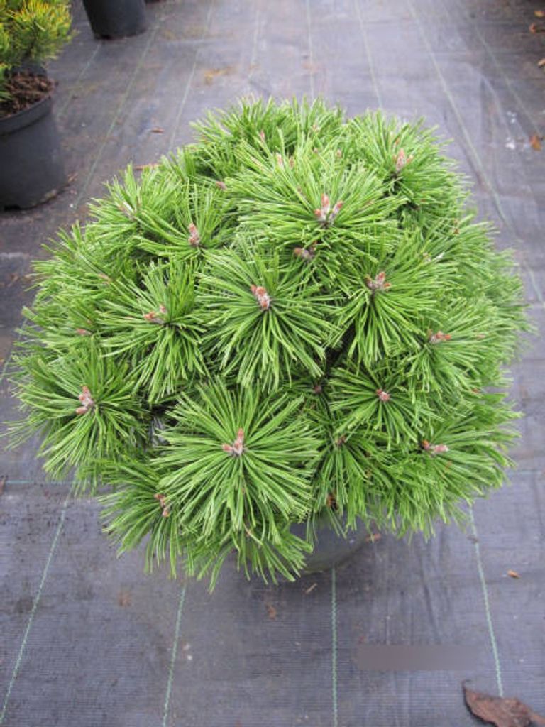 Zwergkiefer Benjamin - Pinus mugo Benjamin