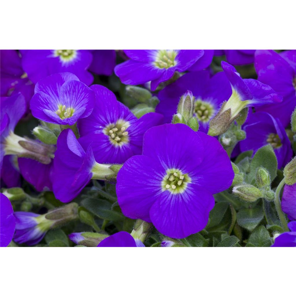 Aubrieta 'Kitty' GartenBlaukissen, Kaufland.de