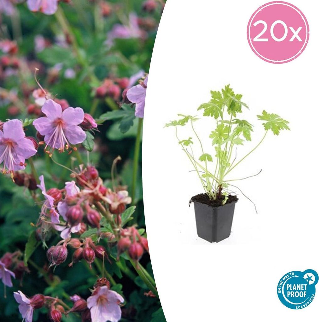 Balkan-Storchschnabel Geranium macrorrhizum – 10-25cm – Ø9cm – 20 Pflanzen – Winterharter Bodendecker für Beete & Schatten