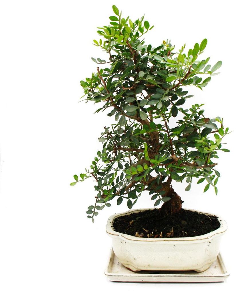 Bonsai – Pistacia lentiscus – Mastixstrauch – Wilde Produktbild 