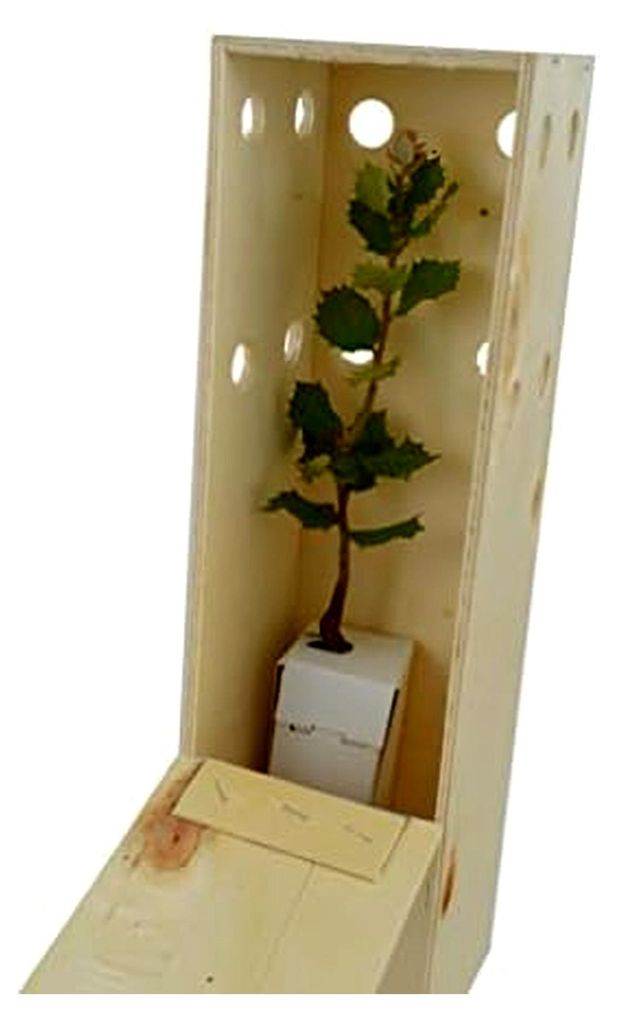 Eiche | Kleinwüchsiger Zierbaum | Waldbaum | Geschenkidee | Immergrün | 30 cm junger Trieb in wiederverwendbarer Holzkiste | 1 Stück