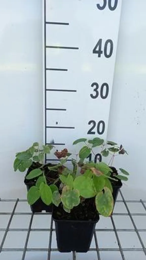 Epimedium pubigerum Fleur de fée robuste lot de 6 pots 9cm persistant