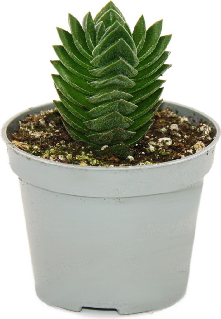 Sukkulente – Crassula Buddha’s Temple – kleine, dicke Blätter – 6-cm-Topf
