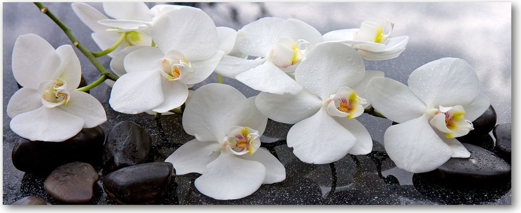 Tulup Küchenrückwand Spritzschutz aus Glas -125x50 -Spritzschutz auf gehärtetes Glas Deko Blumen & Pflanzen Orchidee