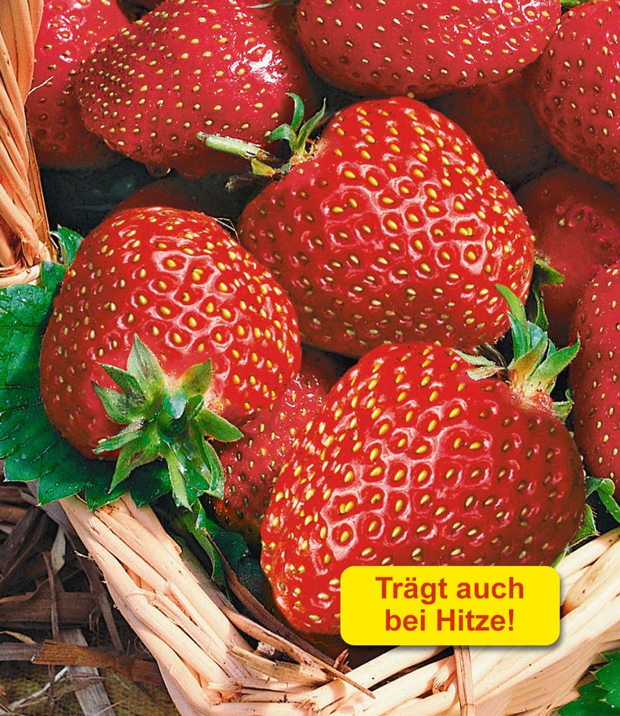 A close-up of several ripe strawberries in a basket, with a yellow overlay text.