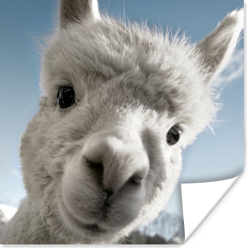 MuchoWow Poster Alpaka - Tier - Weiß 30x30 cm - Wandposter - Printing