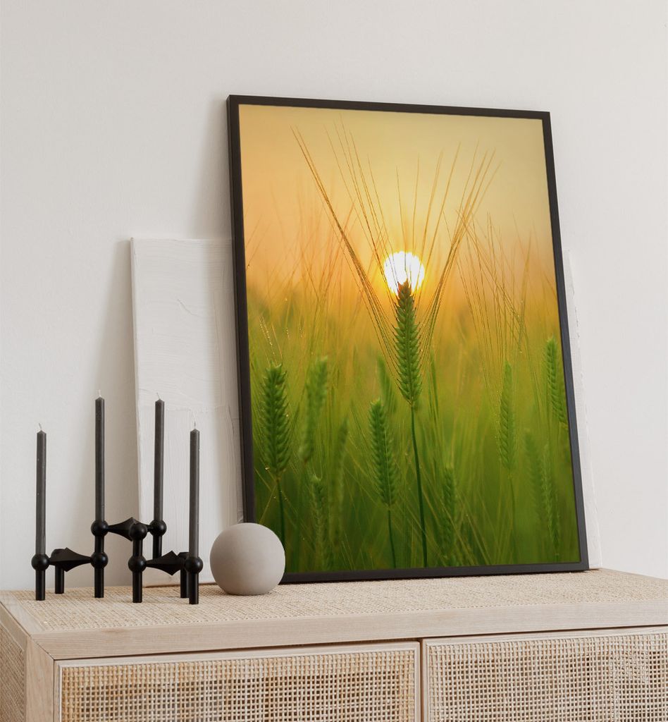 Poster Weizen im Sonnenuntergang, groesse_poster:50x70 cm, groesse_rahmen:schwarz Passepartout 70x100 cm