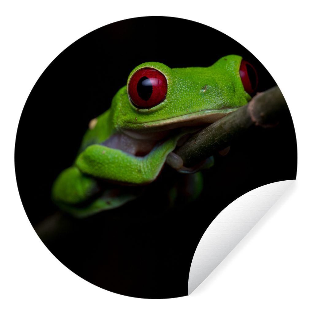 MuchoWow Runde Wandtattoo - Wandsticker Tapete Aufkleber Rotäugiger Quecksilberfrosch auf schwarzem Hintergrund Ø 50 cm Selbstklebend und Repos...