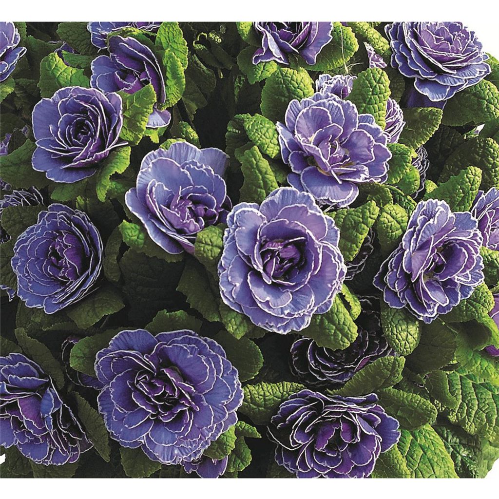 Rosenprimel BELARINA 'Amethyst Ice' Primula Kaufland.de