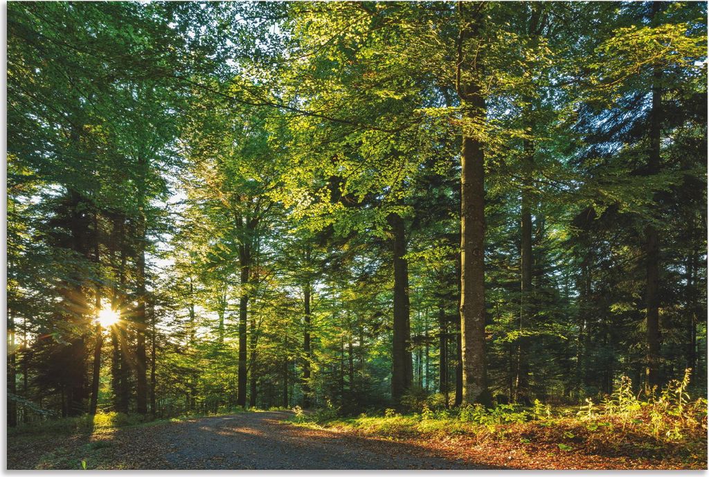 ARTland Wandbild Alu für Innen & Outdoor Waldweg im Romantischen Schwarzwald Größe: 30x20 cm