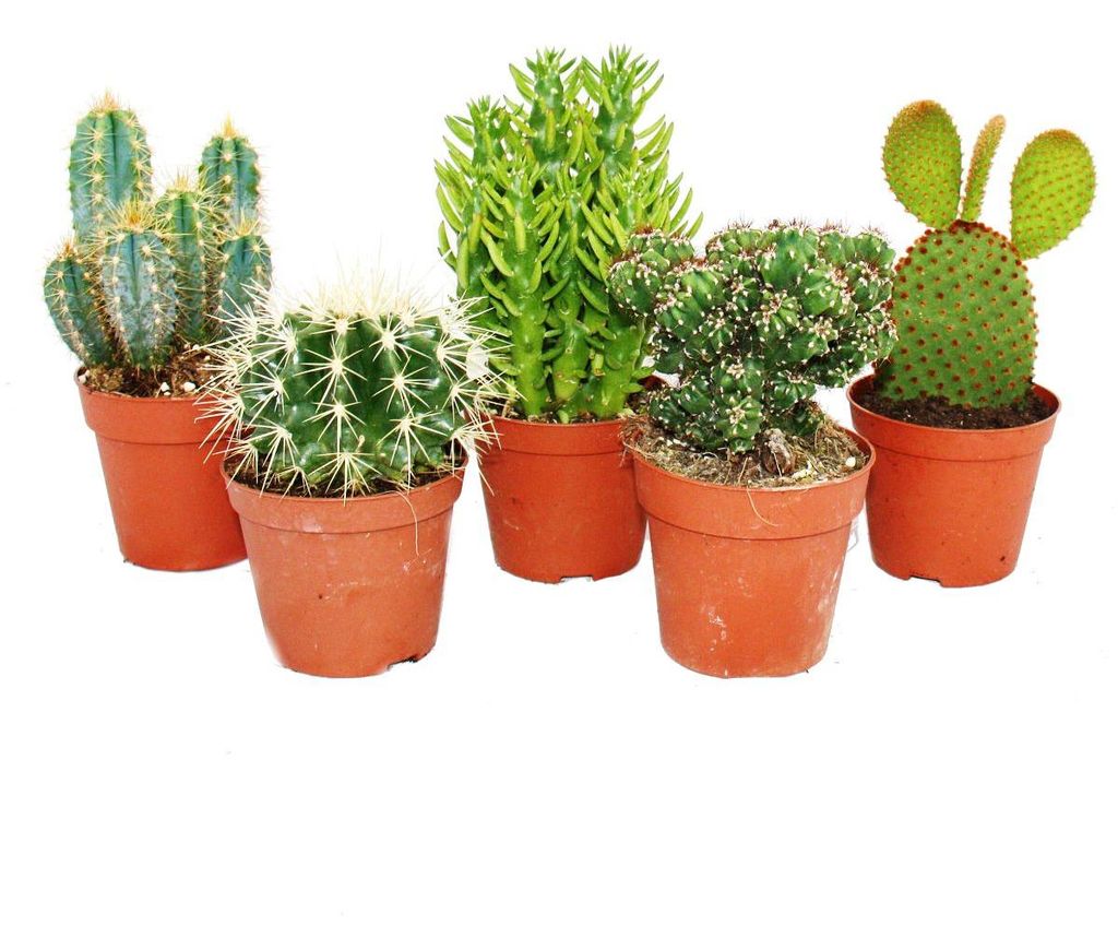 5 různých středně velkých kaktusů v sadě, 8,5cm květináč, Obrázek produktu 