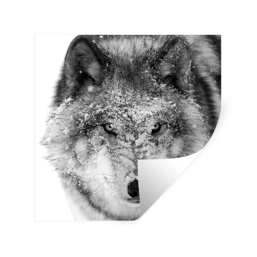 MuchoWow Wandtattoo Wandsticker Wandaufkleber Wolf mit verschneitem Kopf in schwarz-weiß 50x50 cm Selbstklebend und Repositionierbar - Selbstkle...