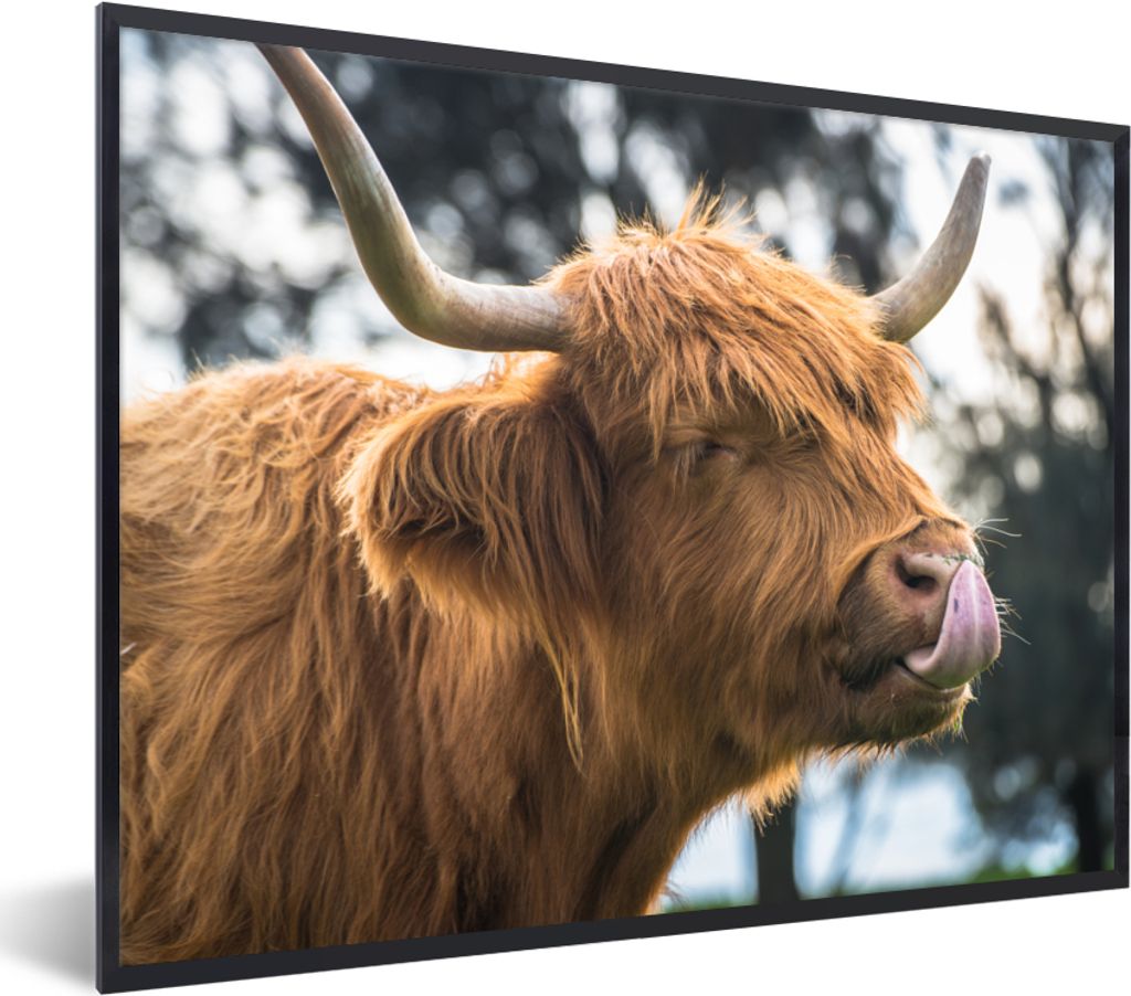 MuchoWow Gerahmtes Poster Schottischer Highlander - Nase - Baum 80x60 cm - Poster mit Schwarzem Bilderrahmen Wandposter Rahmen Foto Bilder - Schw...