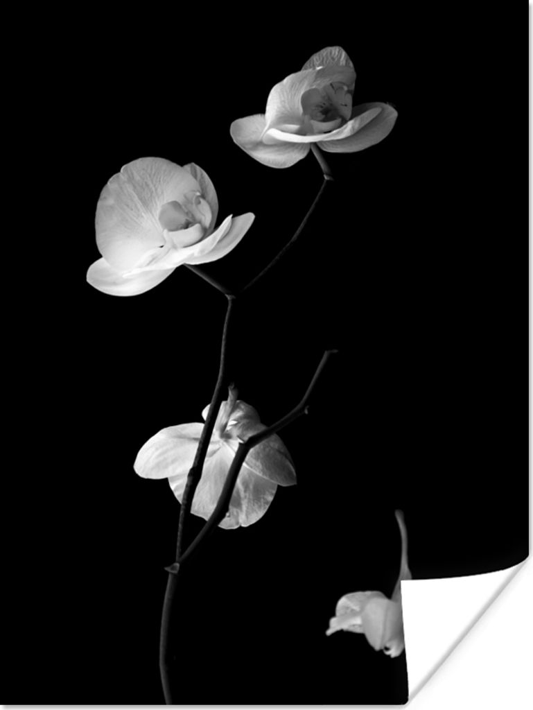 MuchoWow Poster Orchidee - Blumen - Schwarz - Weiß - Stilleben 120x160 cm
