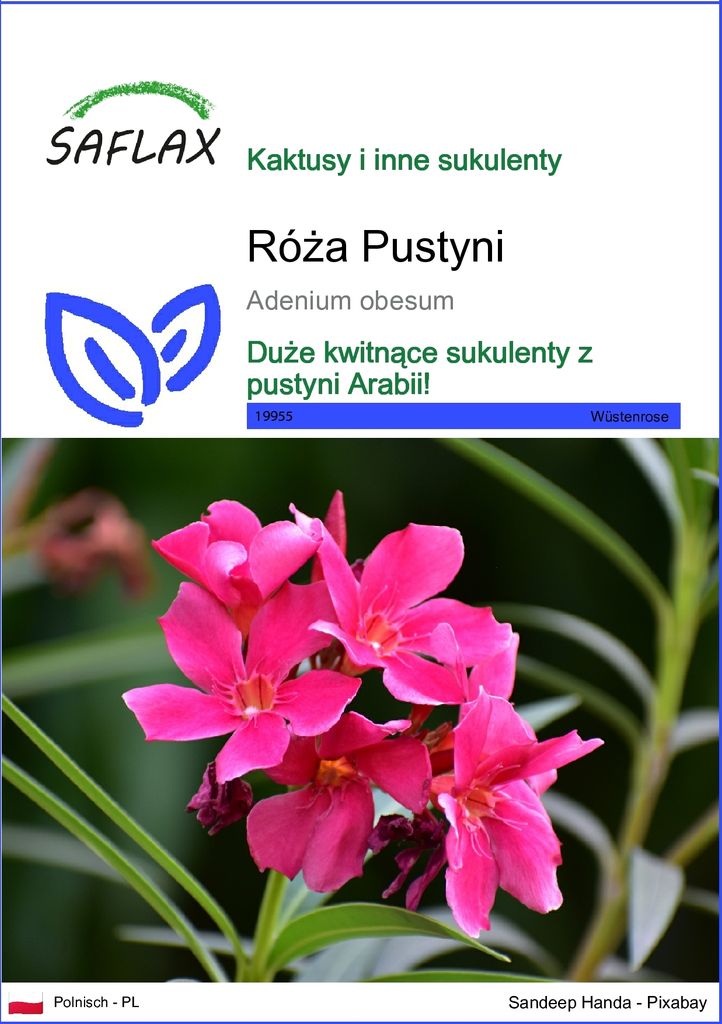 SAFLAX - Róża Pustyni - 8 Nasiona - Adenium obesum Zdjęcie produktu 