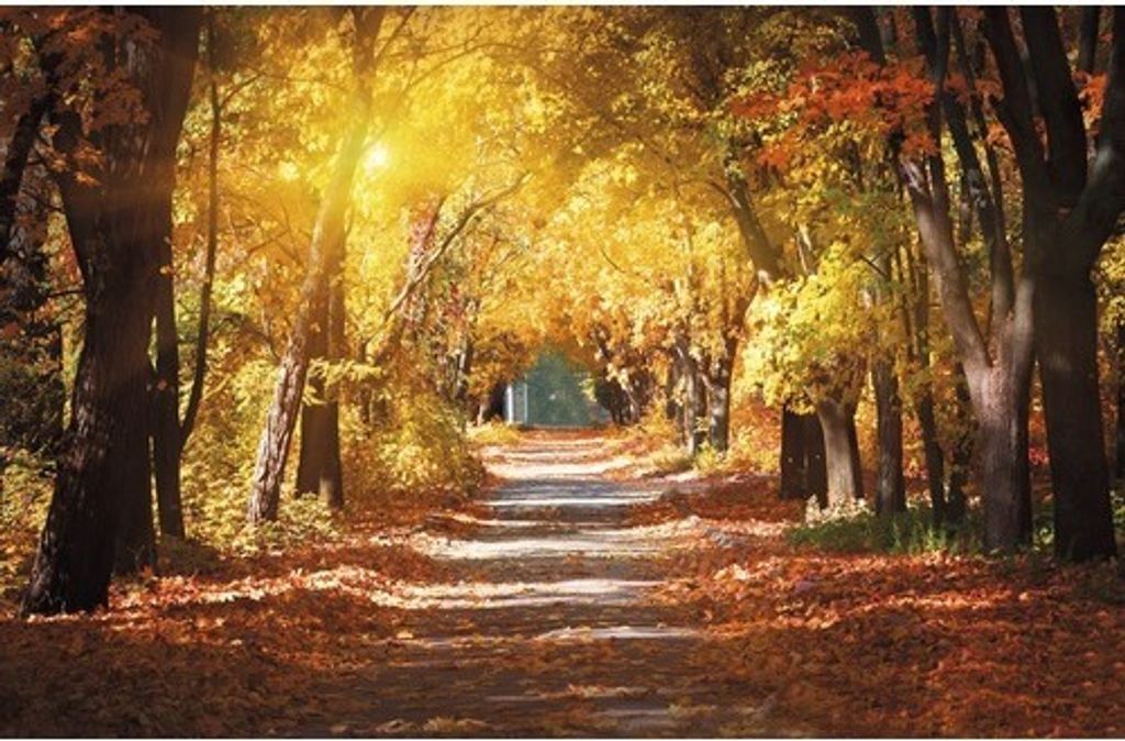 Papermoon VLIES Fototapete, Digitaldruck, Gasse im Herbstpark (315)