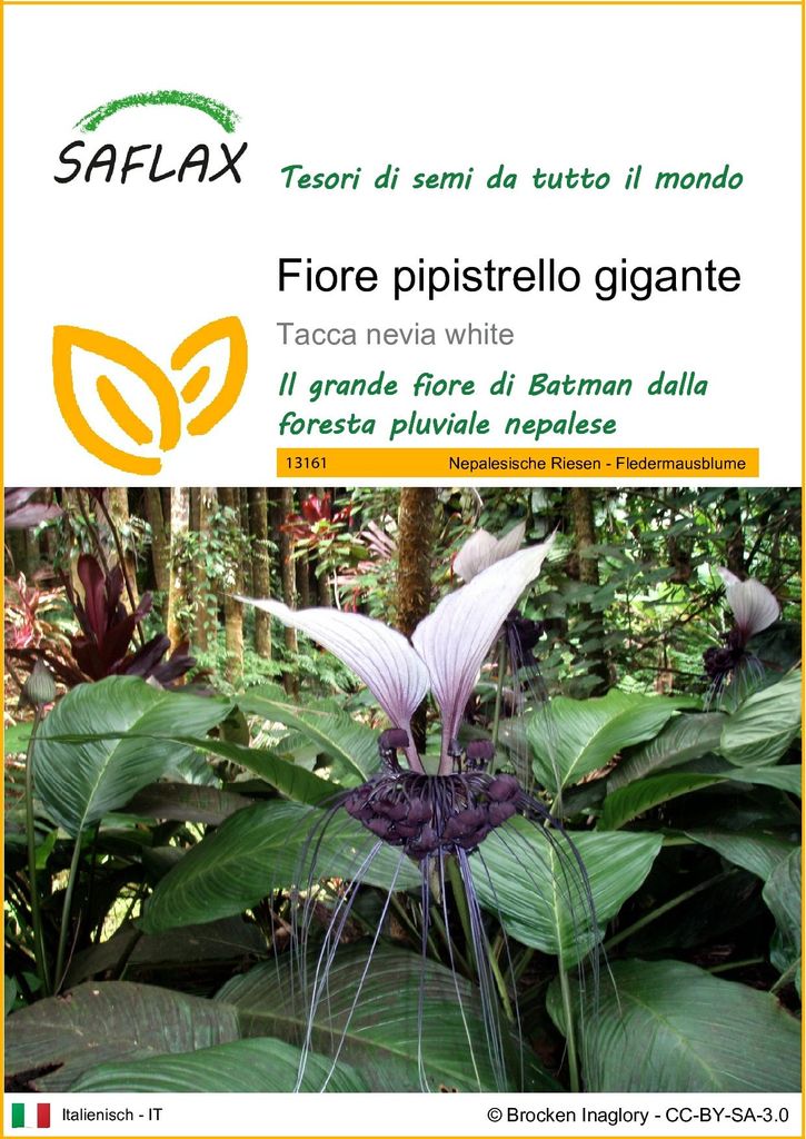 SAFLAX  - Fiore pipistrello gigante - 10 semi - Tacca Immagine del prodotto 