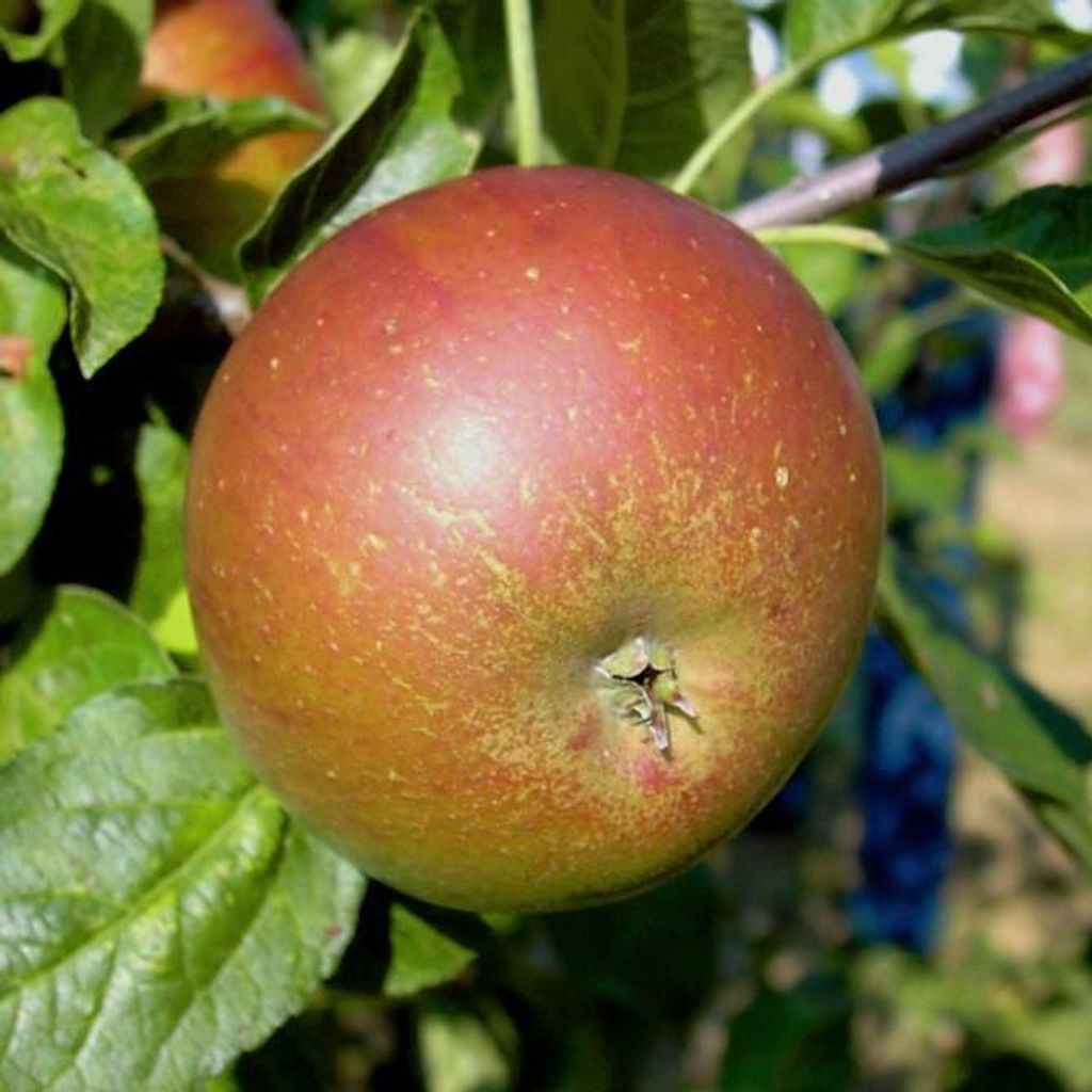 Pohorka robuster Winterapfel aus Slowenien Buschbaum 110-140 cm im 7,5 L Topf Unterlage M7