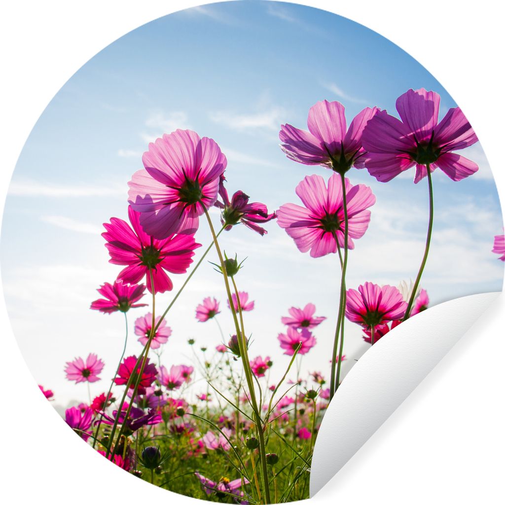 MuchoWow Runde Wandtattoo - Wandsticker Tapete Aufkleber Blumen - Rosa - Cosmea Ø 80 cm Selbstklebend und Repositionierbar - Wandaufkleber - Kre...